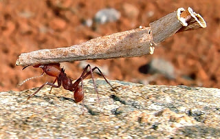 formigatrabalho
